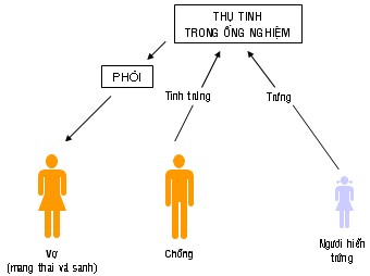 Xin trứng làm thụ tinh trong ống nghiệm